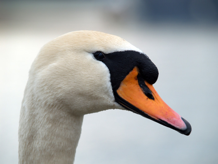 The Swan