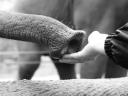 Feed-Me