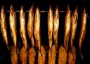 smoked fish