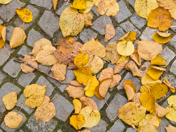 Fall