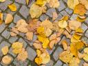Fall