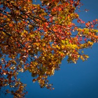 wpid257-Indian-summer.jpg
