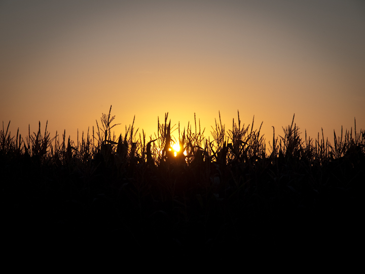 sunset corn